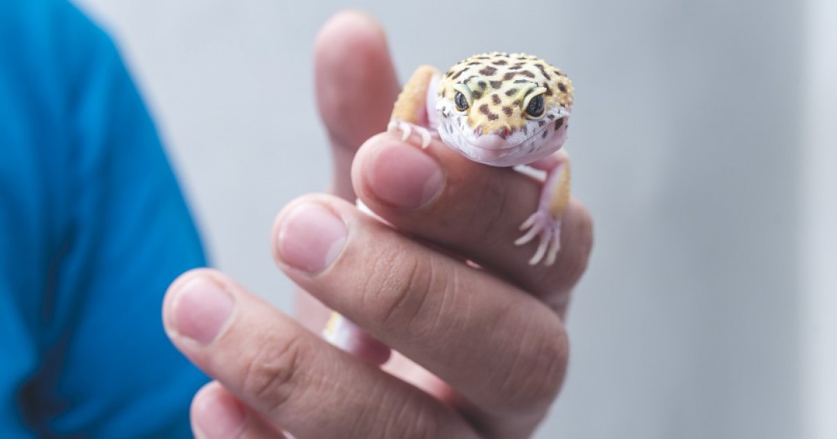Activité pédagogique (1): Gare aux… geckos! | Articles | Les as de l'info