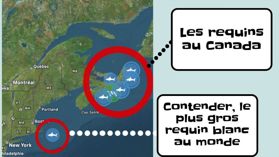 Une carte de la côte est Nord-Américaine avec de requins là où il y en a