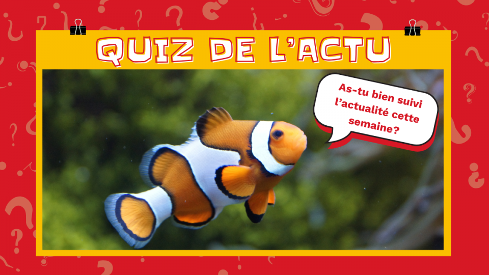 Un poisson clown demande: As-tu bien suivi l'actualité cette semaine?