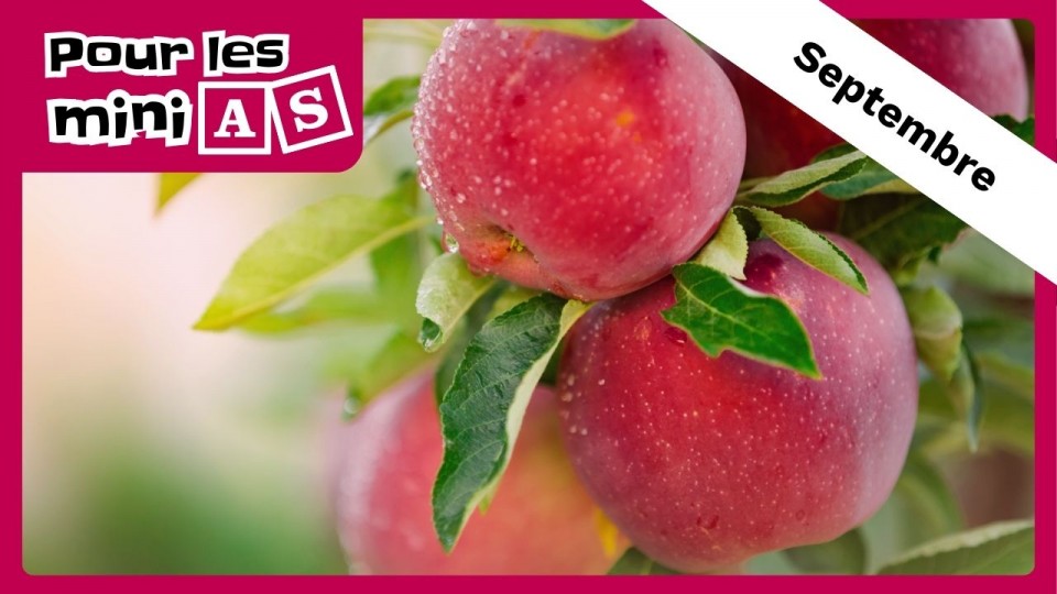 des pommes encore suspendues au pommier