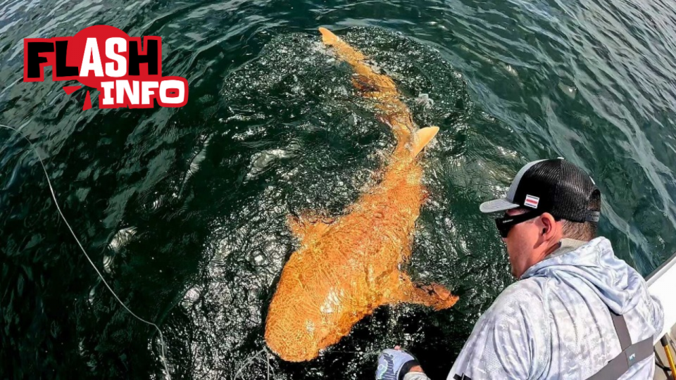 Un homme observe un requin orange vif.