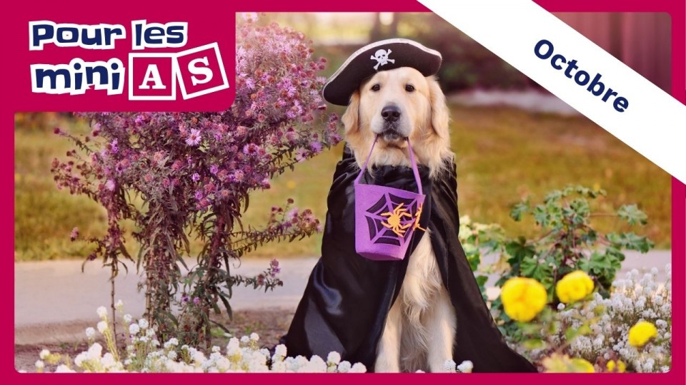 Golden retriever déguisé en pirate.