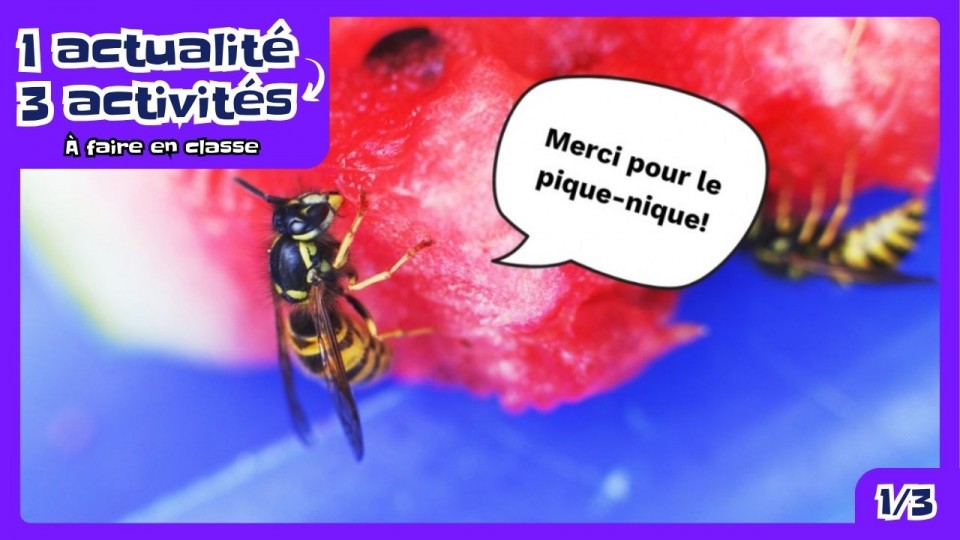 Un guêpe sur un melon d’eau qui remercie pour ce délice
