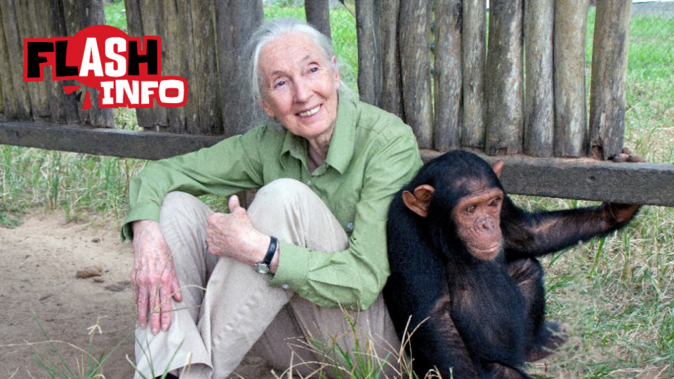 Jane Goodall est assise par terre, dos à dos avec un petit singe.