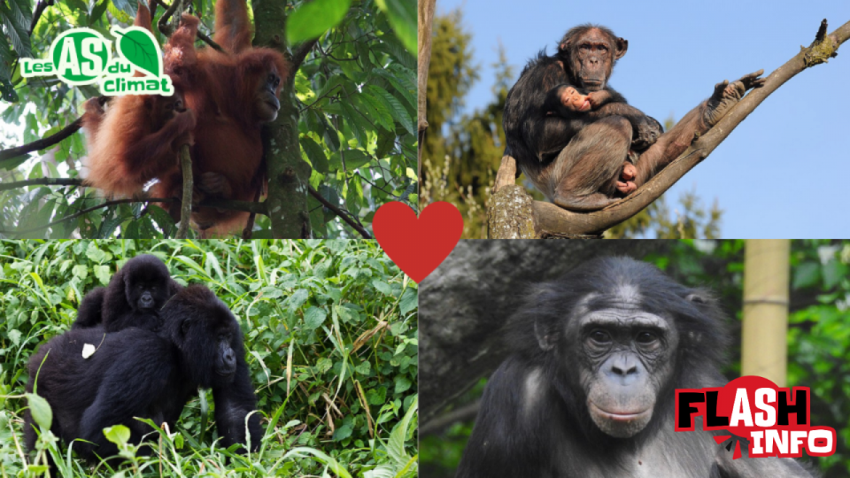 Quatre photos de grands singes sont réunies par un cœur rouge, au centre.