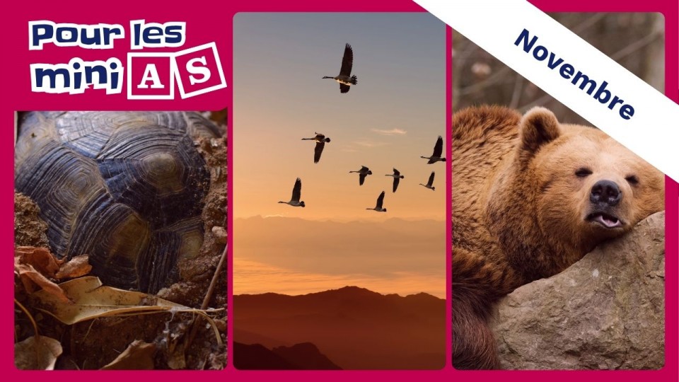 Une tortue qui hiberne, des bernaches qui migrent et un ours qui hiverne.