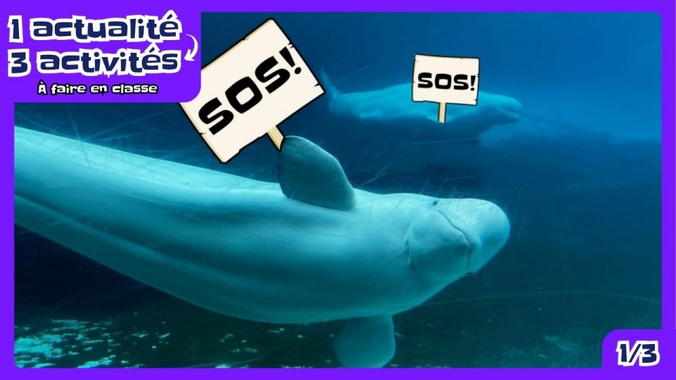 Deux bélugas dans un aquarium qui tiennent une affiche ou il est écrit S.O.S.