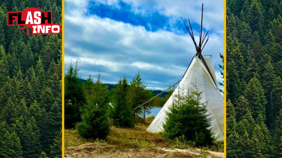 Un tipi est dressé dans une forêt de conifères.