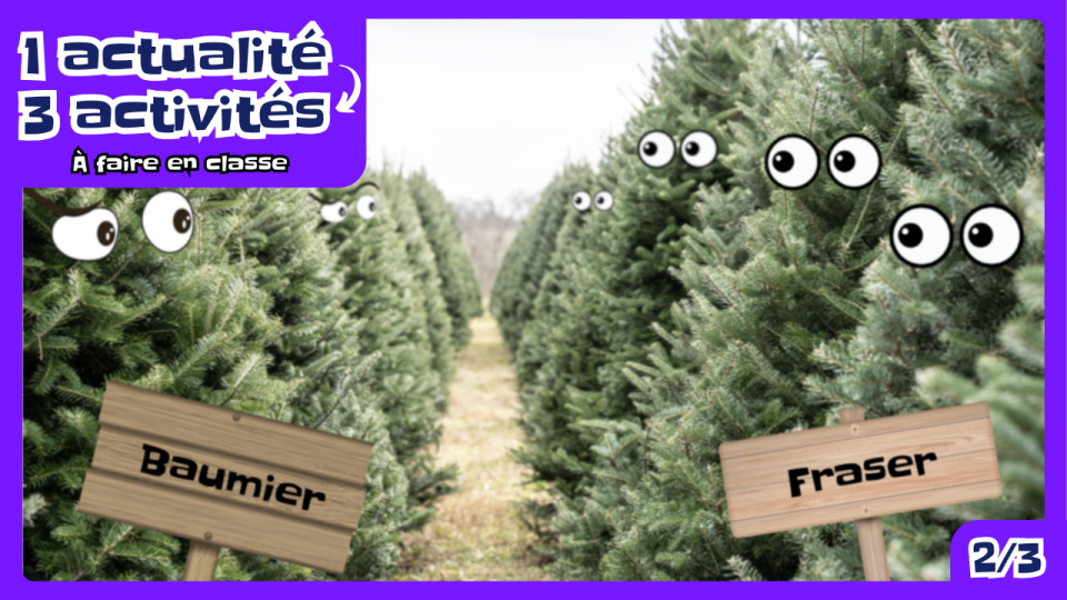 Du clan de sapins qui se regardent: les baumier et les Fraser