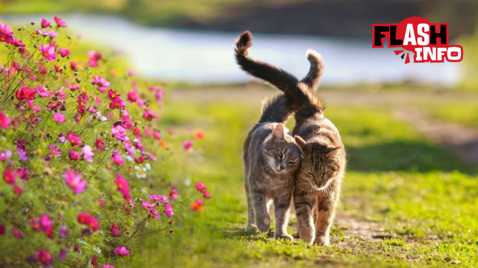 Deux chats se promènent amoureusement dans une allée ensoleillée et fleurie.