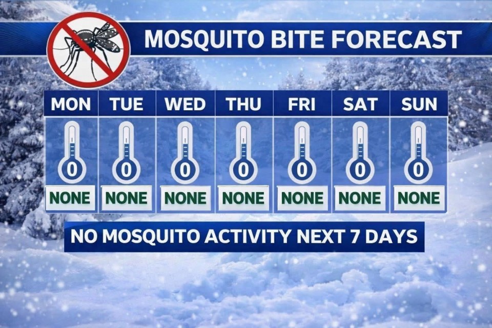 Le fond de l'image est enneigé. En avant-plan, il y a un tableau qui montre les prévisions météos pour les piqûres de moustiques. De lundi à dimanche, ça annonce aucune activité des moustiques pour les prochains sept jours. 