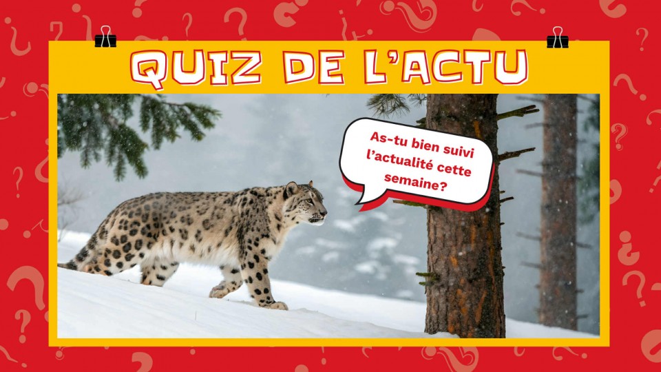 Un léopard des neiges marche dans la forêt en demandant: « As-tu bien suivi l'actualité cette semaine? »