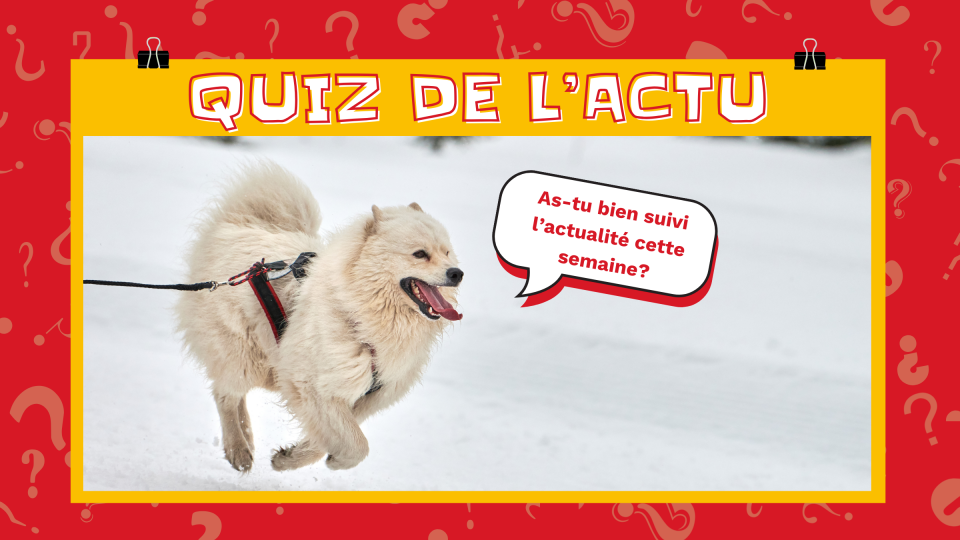 Un chien blanc adorable porte un harnais et une corde. Il marche la bouche ouverte, et demande: « as-tu bien suivi l'actualité cette semaine? »