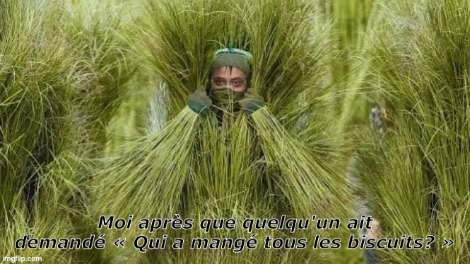 Durant le Super Bowl, des personnes déguisées en herbe ont fait partie du spectacle de Bad Bunny. La photo montre une de ces personnes qui écarte l'herbe afin de nous regarder. Il est écrit: « moi après que quelqu'un ait demandé: "Qui a mangé tous les biscuits?" ». 