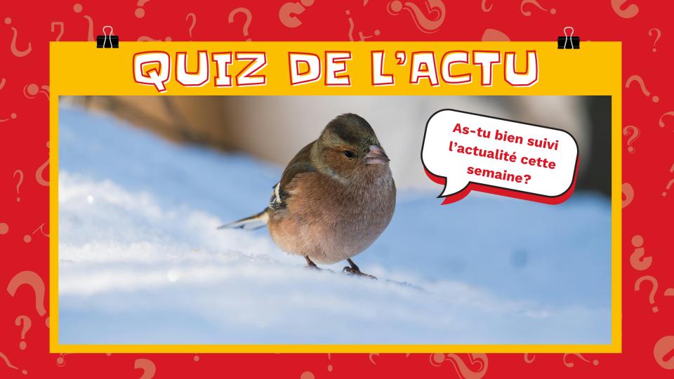 Un oiseau dans la neige demande: « As-tu bien suivi l'actualité cette semaine? » 