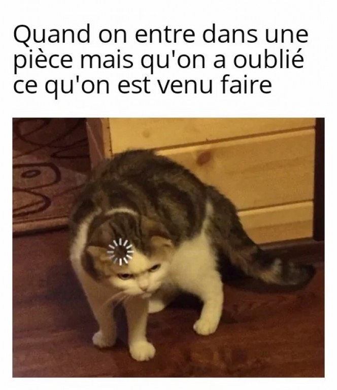 Un chat a un visage qui traduit une réflexion intense. Sur son visage, il y a un symbole de roue qui tourne, comme un ordinateur qui charge. Il est écrit: « quand on entre dans une pièce mais qu'on a oublié ce qu'on est venu faire. »
