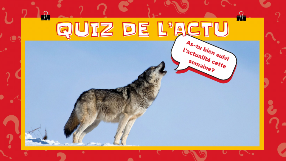 On voit un loup dans la neige qui hurle: « As-tu bien suivi l'actualité cette semaine? »