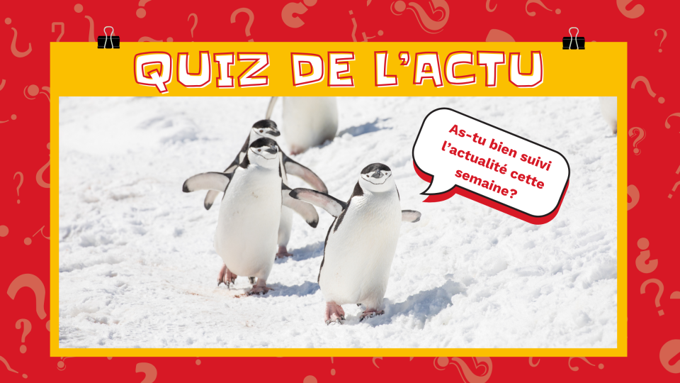 On voit trois manchots qui se dandinent sur la neige. Le plus proche de nous dit: «As-tu bien suivi l'actualité cette semaine?» 