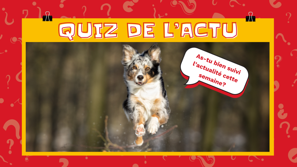 Un loup court à travers la neige directement vers nous. Il dit: « As-tu bien suivi l'actualité cette semaine? »