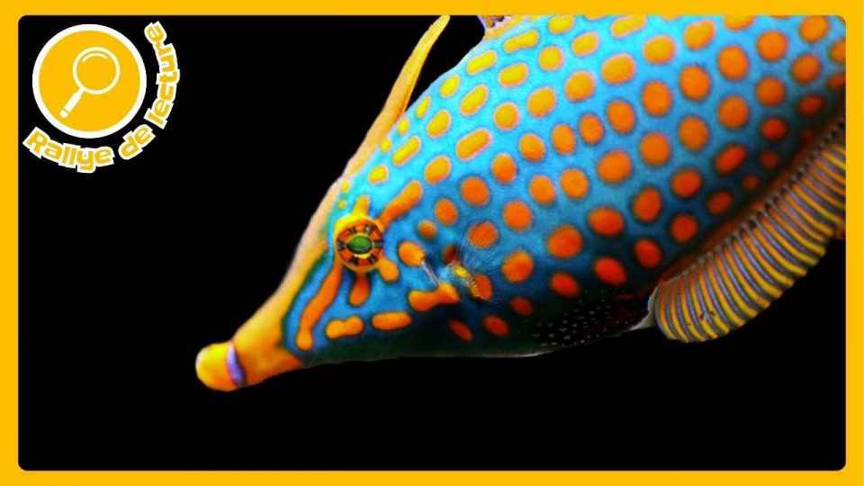 Un poisson turquoise à pois oranges