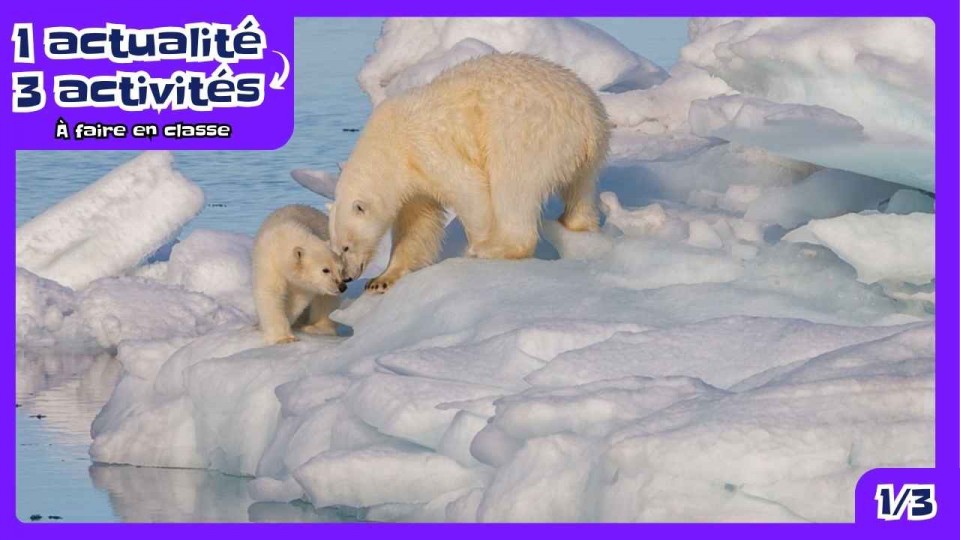 Une maman ourse polaire et son bébé sur une banquise