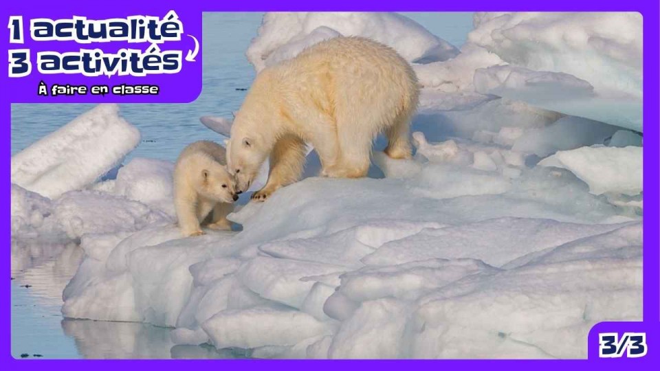 Une maman ourse polaire et son bébé sur une banquise