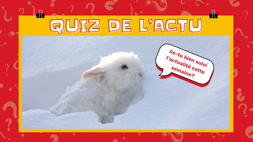 On voit un lapin blanc dans la neige. Il est absolument adorable, d'après mon objectivité journalistique. Il dit: « As-tu bien suivi l'actualité cette semaine? » 