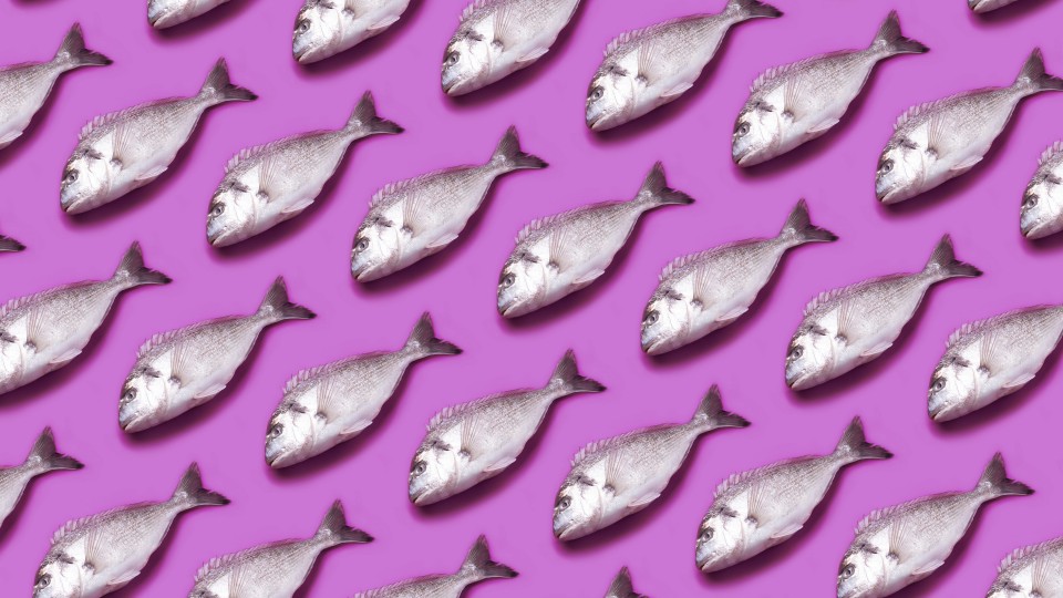 Plein de poissons sont déposés contre un fond magenta, une sorte de rose. 