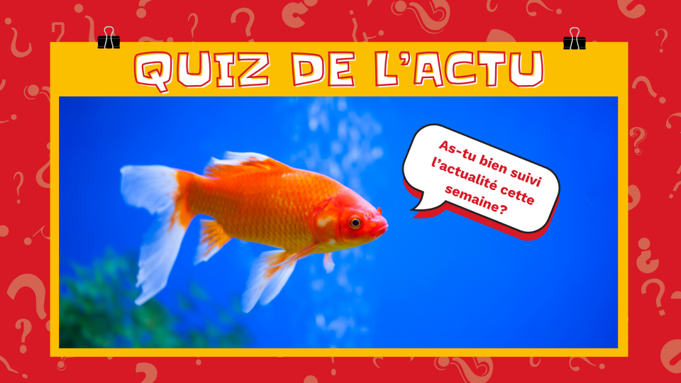 Un poisson rouge nous demande: « As-tu bien suivi l'actualité cette semaine? »