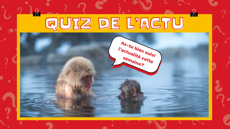 On voit deux singes dans l'eau, il n'y a que leurs têtes qui sortent. Le plus grand singe dit à l'autre: « As-tu bien suivi l'actualité de la semaine? » 