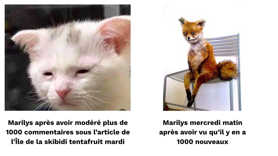 À gauche, on voit un chat fatigué, épuisé. Il est écrit: « Marilys après avoir modéré plus de 1000 commentaires sous l'article de l'île de la skibidi tentafruit mardi ». À gauche, on voit un renard épuisé, qui a l'air d'avoir vu quelque chose d'horrible. Il est écrit: « Marilys mercredi matin après avoir vu qu'il y en a 1000 nouveaux ». 