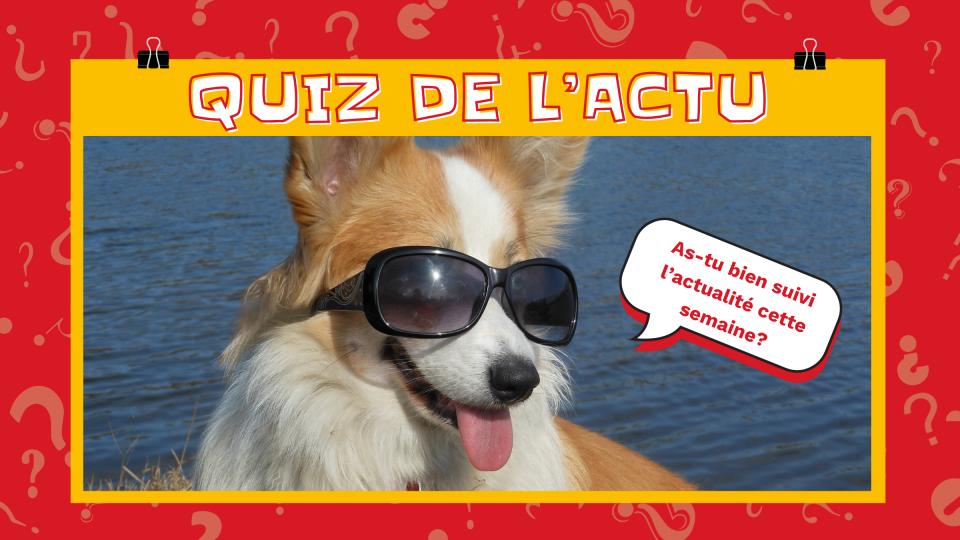 Un chien extrêmement cool qui porte des lunettes soleil te demande: « As-tu bien suivi l'actualité cette semaine? » 
