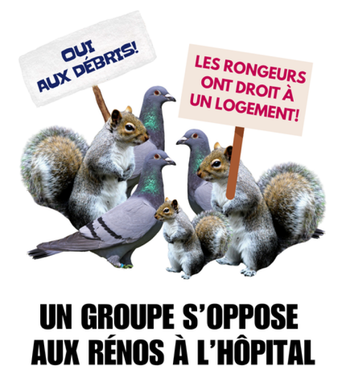 En bas, il est écrit: Un groupe s'oppose aux rénos à l'hôpital. On voit des écureuils et des pigeons qui tiennent des pancartes de manifestants. Sur ces pancartes, il est écrit: « oui aux débris! » et « les rongeurs ont droit à un logement! »