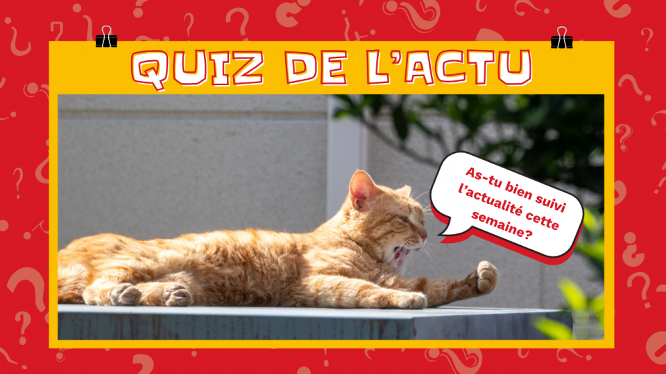 On voit un chat orange bailler. Il dit: « As-tu bien suivi l'actualité cette semaine? » 