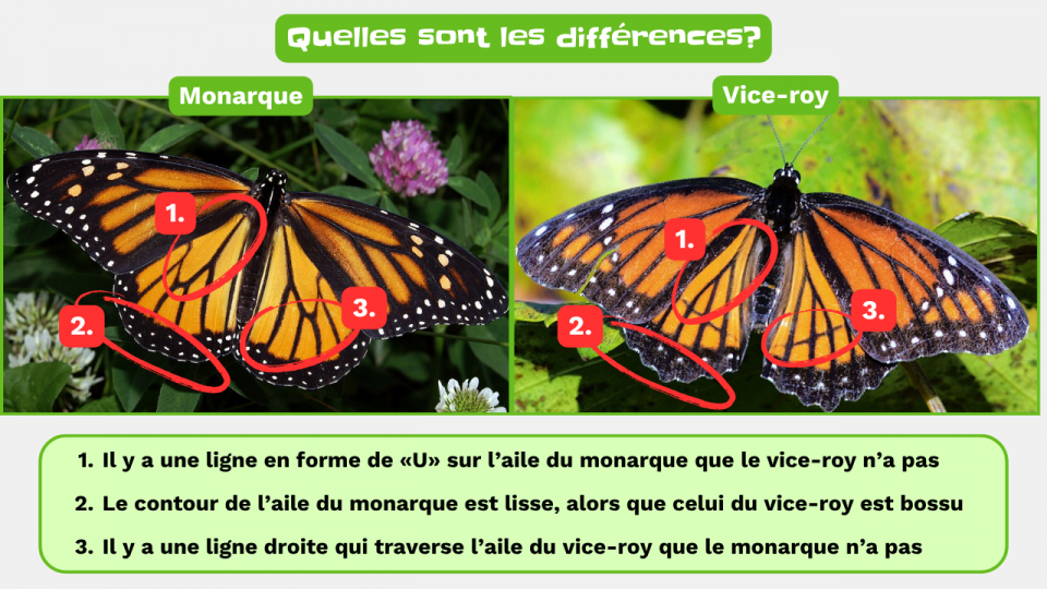 Tous ensemble pour protéger les monarques! | Articles | Les as de l'info