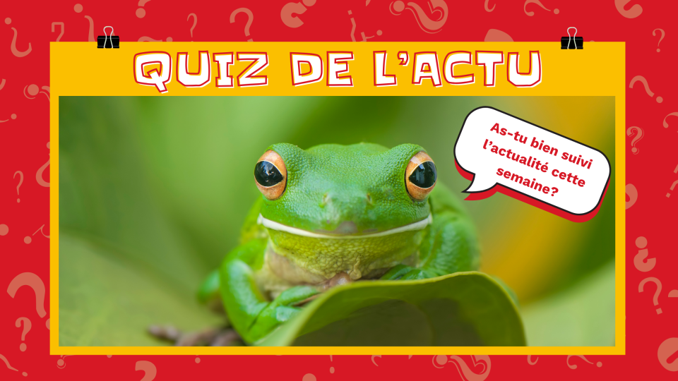 On voit une grenouille verte sur une feuille verte. La grenouille demande: « As-tu bien suivi l'actualité cette année? » En haut, il est écrit: Quiz de l'actu. 