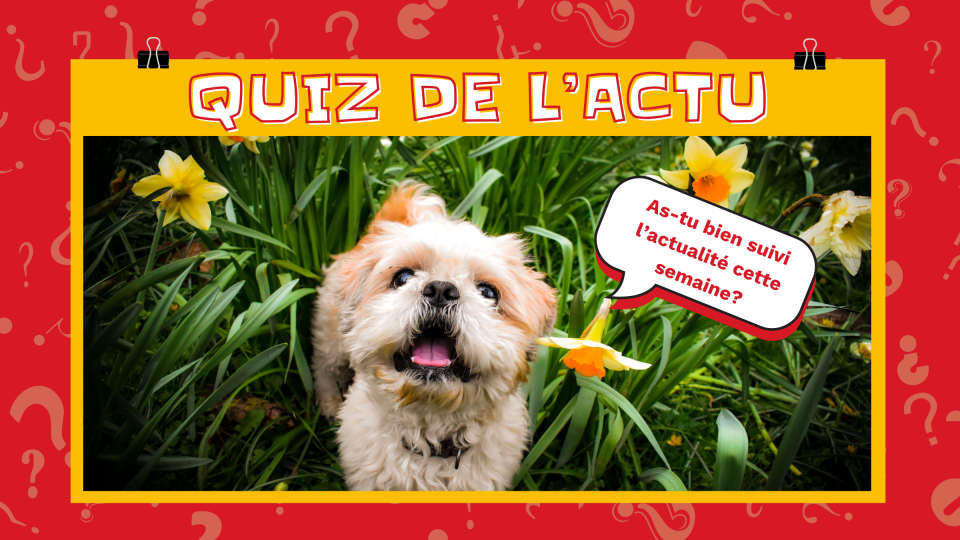 On voit un petit chien entouré de fleurs jaunes. Il a l'air très très heureux! Il dit: « As-tu bien suivi l'actualité cette semaine? »