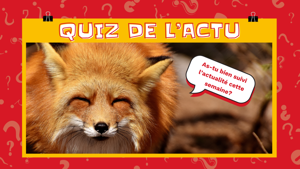 On voit un renard absolument adorable qui demande: « « As-tu bien suivi l'actualité cette semaine? »