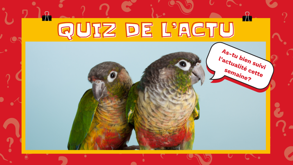 On voit deux perroquets qui sont absolument adorables, de couleur verte, un peu de rouge et de jaune. Un demande: « As-tu bien suivi l'actualité cette semaine? » En haut, il est écrit: Quiz de l'actu. 
