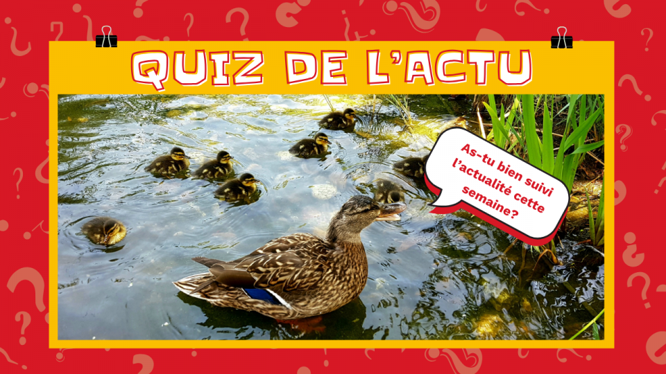 On voit un canard avec 6 canetons qui se promènent sur l'eau. À droite, on voit quelques plantes. en haut, il est écrit: « Quiz de l'actu ». Le canard dit: « As-tu bien suivi l'actualité cette semaine? » 