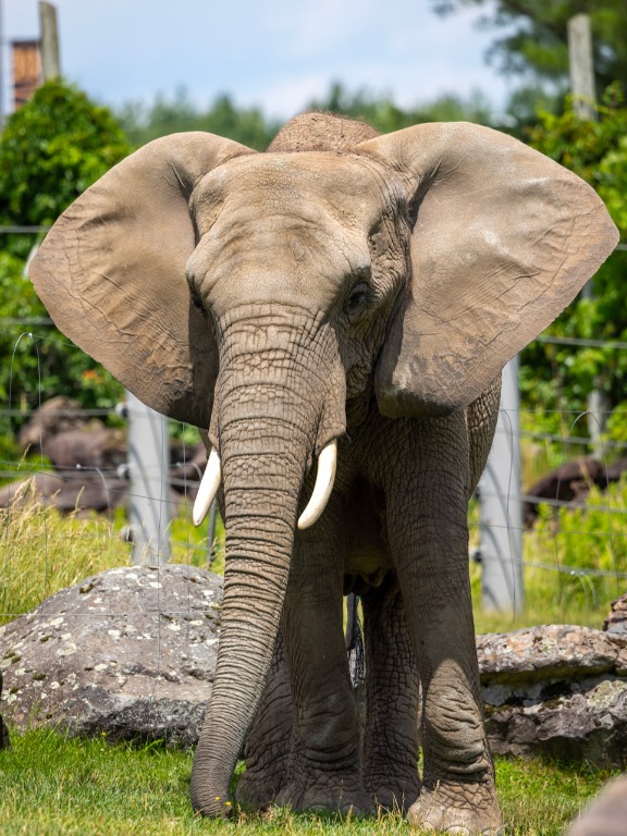 Photo d’un éléphant