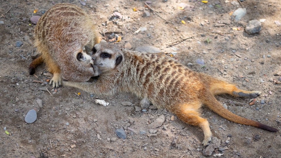 Photo de deux suricates