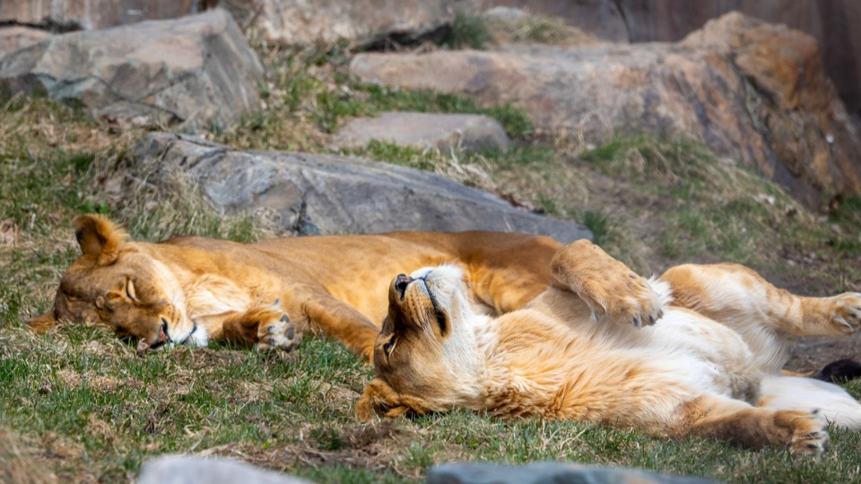 Photo de deux lionnes