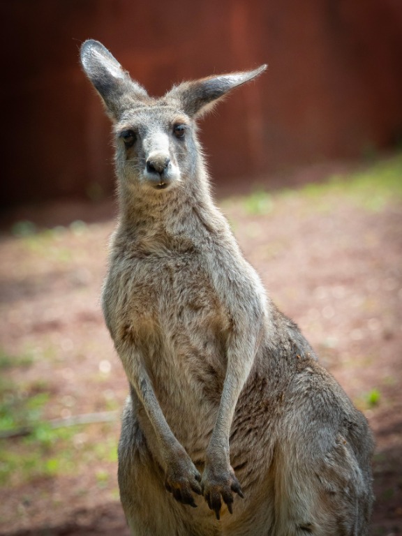 Photo d’un kangourou