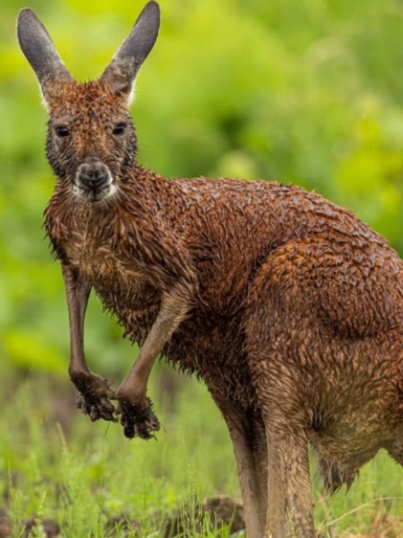 Photo d’un kangourou