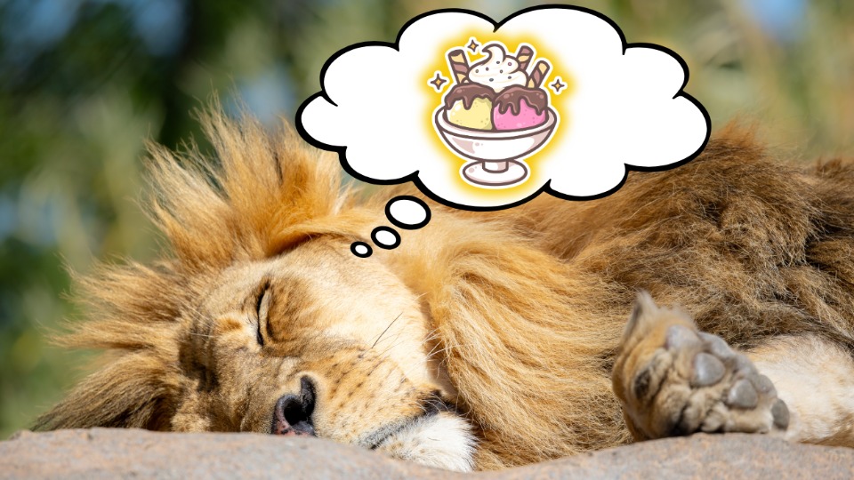 Photo d’un lion qui pense à de la crème glacée
