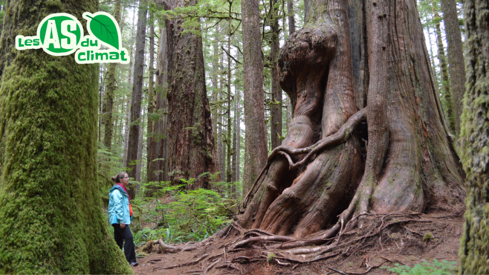 Dans une forêt, quelqu'un admire un arbre géant. Le tronc remplit à lui seul le tiers de l'image!