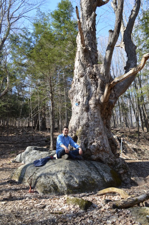 Un homme est assis près d'un immense arbre.